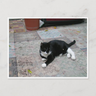 Carte Postale Hemingway House Kitty