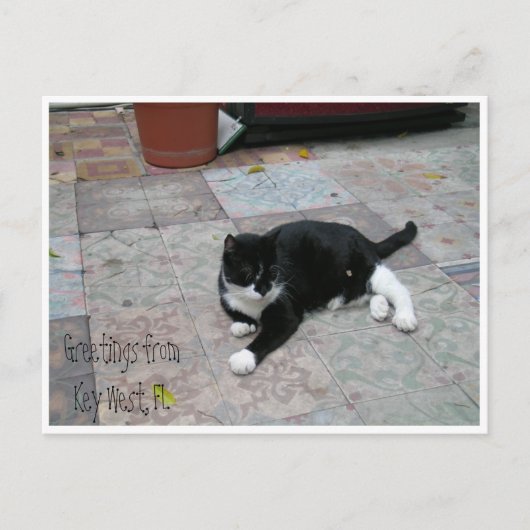 Carte Postale Hemingway House Kitty (Devant)