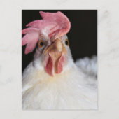 Carte Postale Hen (Devant)