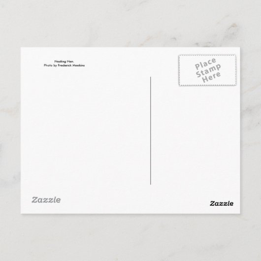 Carte Postale Hen de nidification (Dos)