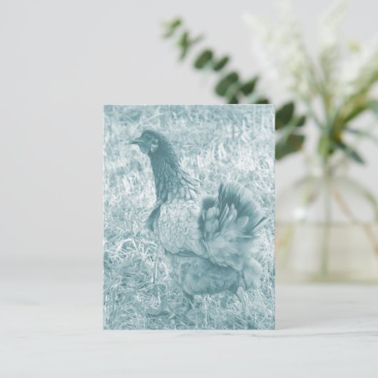 Carte Postale Hen teint (Debout devant)