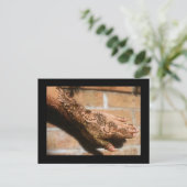 Carte Postale Henna Urban (Debout devant)