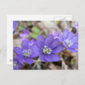 Carte postale : Hepatica (feuille de vigne) (Devant / Derrière)