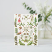 Carte Postale Hepaticae Lebermoose par Ernst Haeckel (Debout devant)