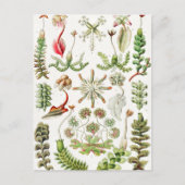 Carte Postale Hepaticae Lebermoose par Ernst Haeckel (Devant)