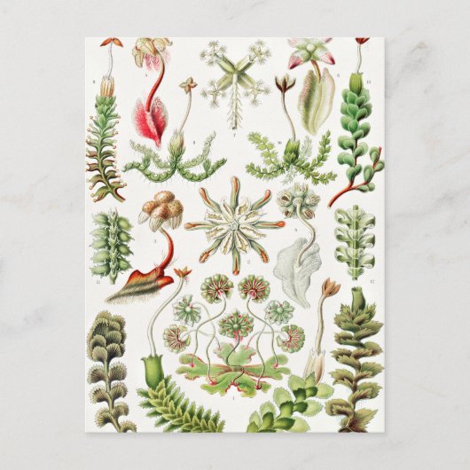Carte Postale Hepaticae Lebermoose par Ernst Haeckel (Devant)
