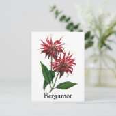 Carte Postale Herb Garden Series - Bergamot (Debout devant)