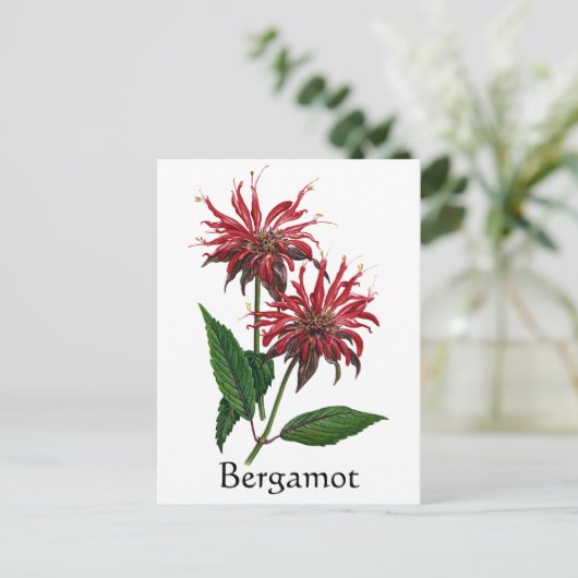 Carte Postale Herb Garden Series - Bergamot (Debout devant)