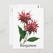 Carte Postale Herb Garden Series - Bergamot (Devant / Derrière)