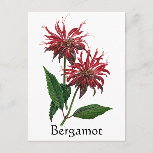 Carte Postale Herb Garden Series - Bergamot (Devant)