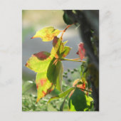 Carte Postale Herbe à puce (Devant)
