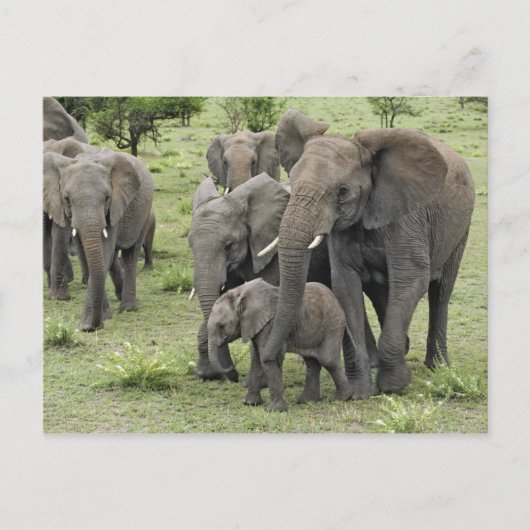 Carte Postale Herbe africaine d'éléphants (Devant)