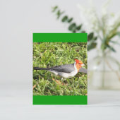 Carte Postale Herbe avec cardinal brésilien (Debout devant)