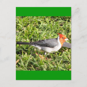Carte Postale Herbe avec cardinal brésilien