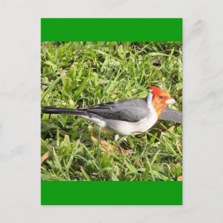 Carte Postale Herbe avec cardinal brésilien