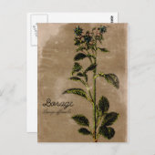 Carte Postale Herbe de Borage vintage (Devant / Derrière)