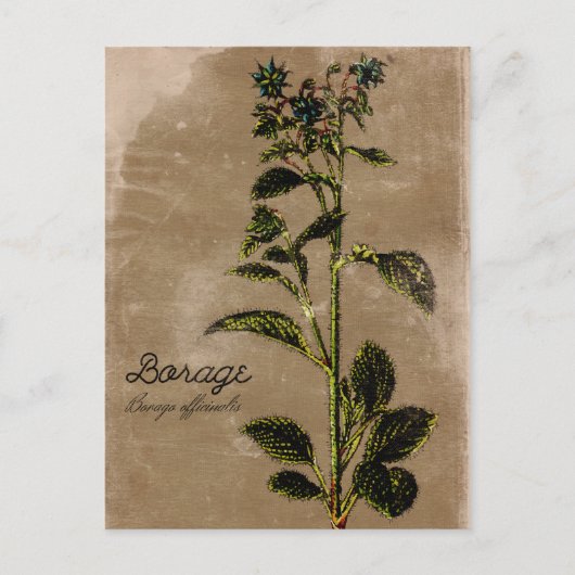 Carte Postale Herbe de Borage vintage (Devant)