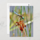 Carte Postale Herbe de carex, et libellule (Devant / Derrière)