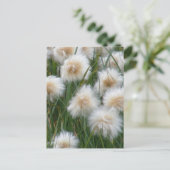 Carte Postale Herbe de coton (Eriophorum russeolum) (Debout devant)