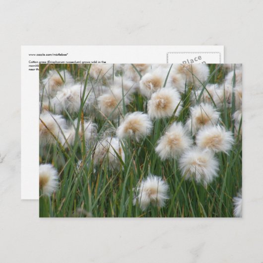 Carte Postale Herbe de coton, île de l'Unalaska (Devant / Derrière)