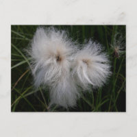 Herbe de coton sur l'île d'Unalaska