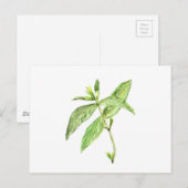 Carte Postale Herbe de menthe (Devant / Derrière)