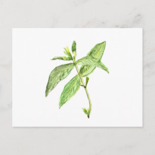 Carte Postale Herbe de menthe