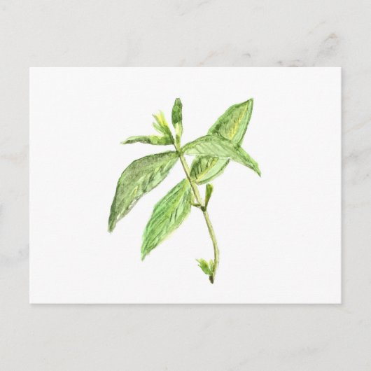 Carte Postale Herbe de menthe (Devant)