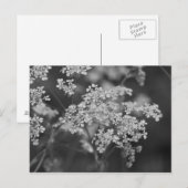 Carte Postale "Herbe de porc sauvage" (Devant / Derrière)