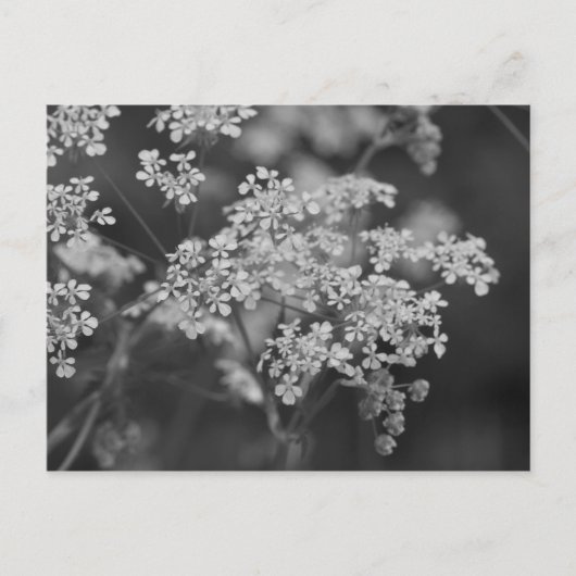 Carte Postale "Herbe de porc sauvage" (Devant)