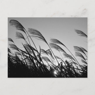 Carte Postale Herbe des Pampas japonaise