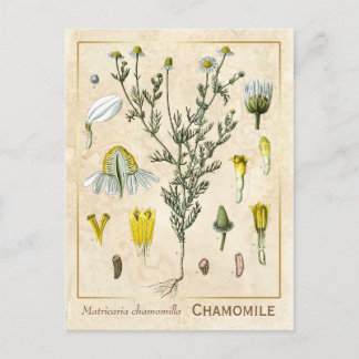 Carte Postale Herbe médicinale vintage Chamomile Fleur Botanique