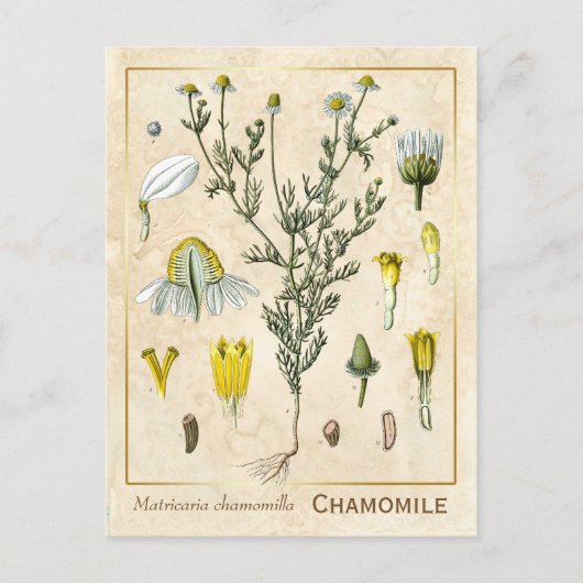 Carte Postale Herbe médicinale vintage Chamomile Fleur Botanique (Devant)