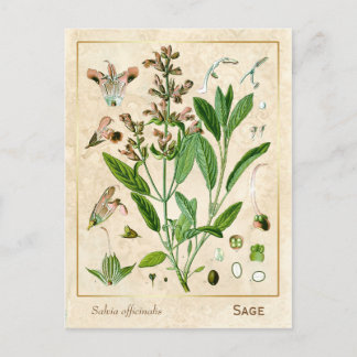 Carte Postale Herbe médicinale vintage Plante Sage Botanique