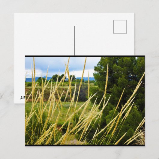Carte Postale Herbe sauvage de campagne (Devant / Derrière)