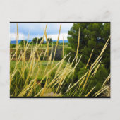 Carte Postale Herbe sauvage de campagne (Devant)