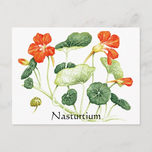 Carte Postale Herbe - Série de jardins - Nasturtium (Devant)