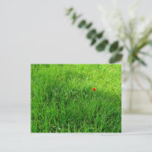 Carte Postale Herbe verte (Debout devant)