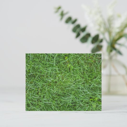 Carte Postale Herbe Verte (Debout devant)