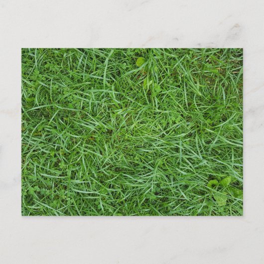 Carte Postale Herbe Verte (Devant)