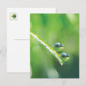 Carte Postale Herbe Verte Avec Boutons De Dew Reflétant La Terre (Devant / Derrière)