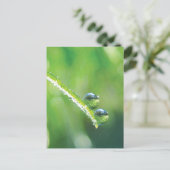 Carte Postale Herbe Verte Avec Boutons De Dew Reflétant La Terre (Debout devant)