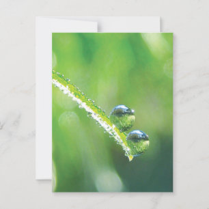 Carte Postale Herbe Verte Avec Boutons De Dew Reflétant La Terre