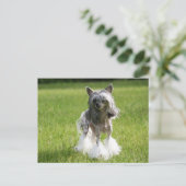 Carte Postale Herbe verte Sheeba (Debout devant)