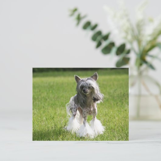 Carte Postale Herbe verte Sheeba (Debout devant)