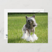 Carte Postale Herbe verte Sheeba (Devant / Derrière)