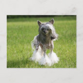 Carte Postale Herbe verte Sheeba (Devant)