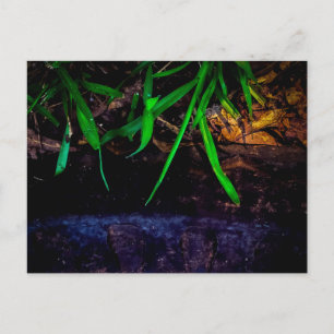 Carte Postale Herbe verte sur eau sombre et rochers
