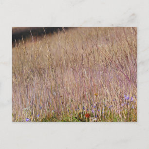 Carte Postale Herbe violette et fleurs sauvages