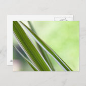 Carte Postale herbes (Devant / Derrière)